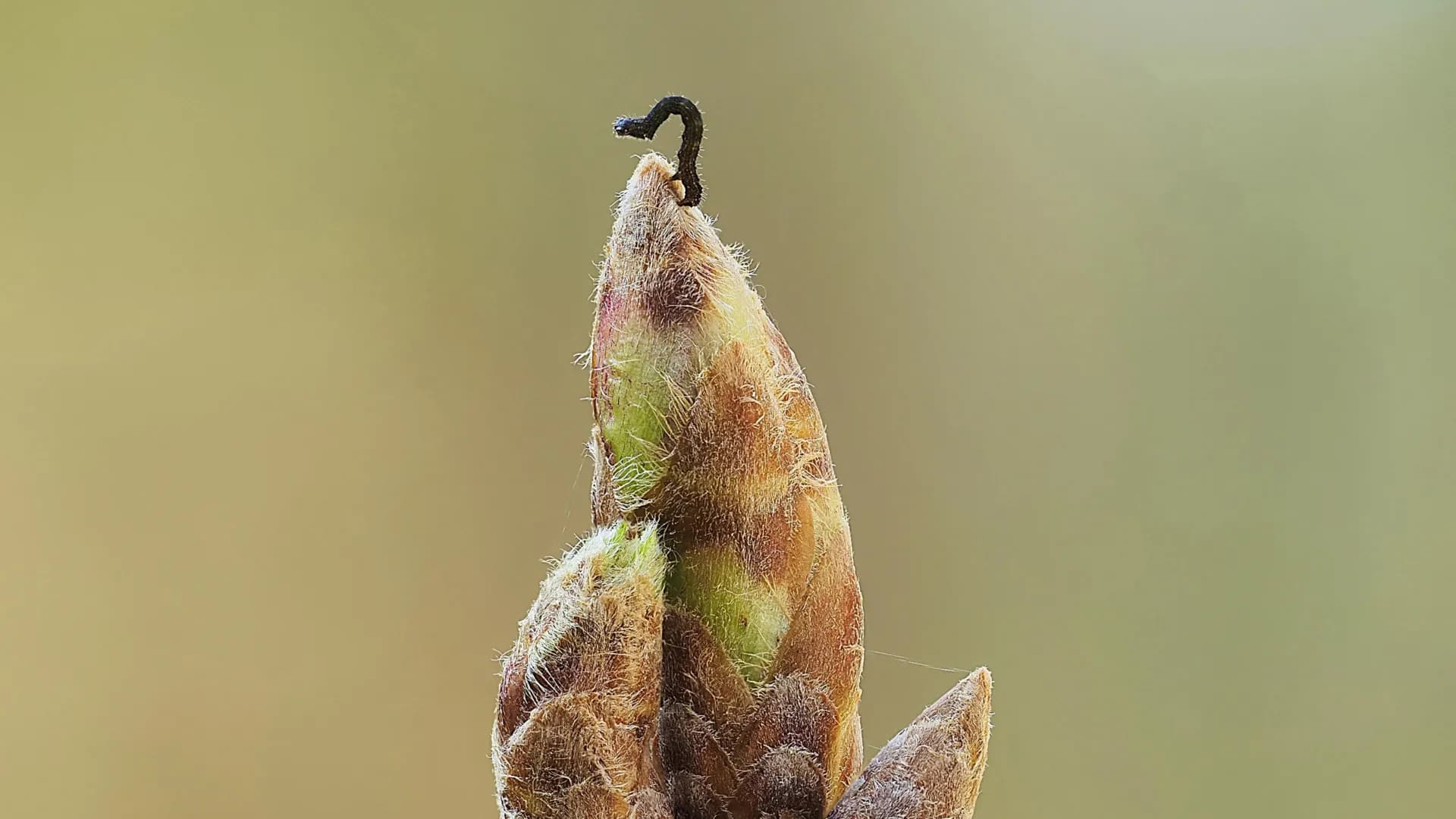 Oak trees are delaying spring to starve caterpillars